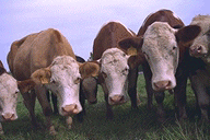 A picture of some cows